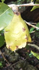 Diospyros comorensis