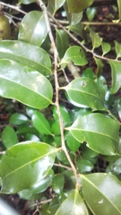 Diospyros comorensis