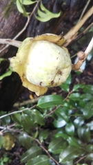 Diospyros comorensis