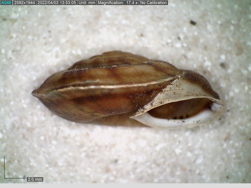 Lapidary Snail