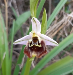 Ophrys fuciflora maxima