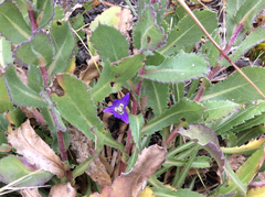 Brodiaea terrestris terrestris