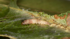 Ardozyga catarrhacta