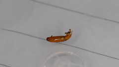 Ardozyga catarrhacta