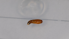 Ardozyga catarrhacta