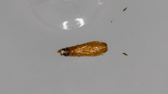 Ardozyga catarrhacta