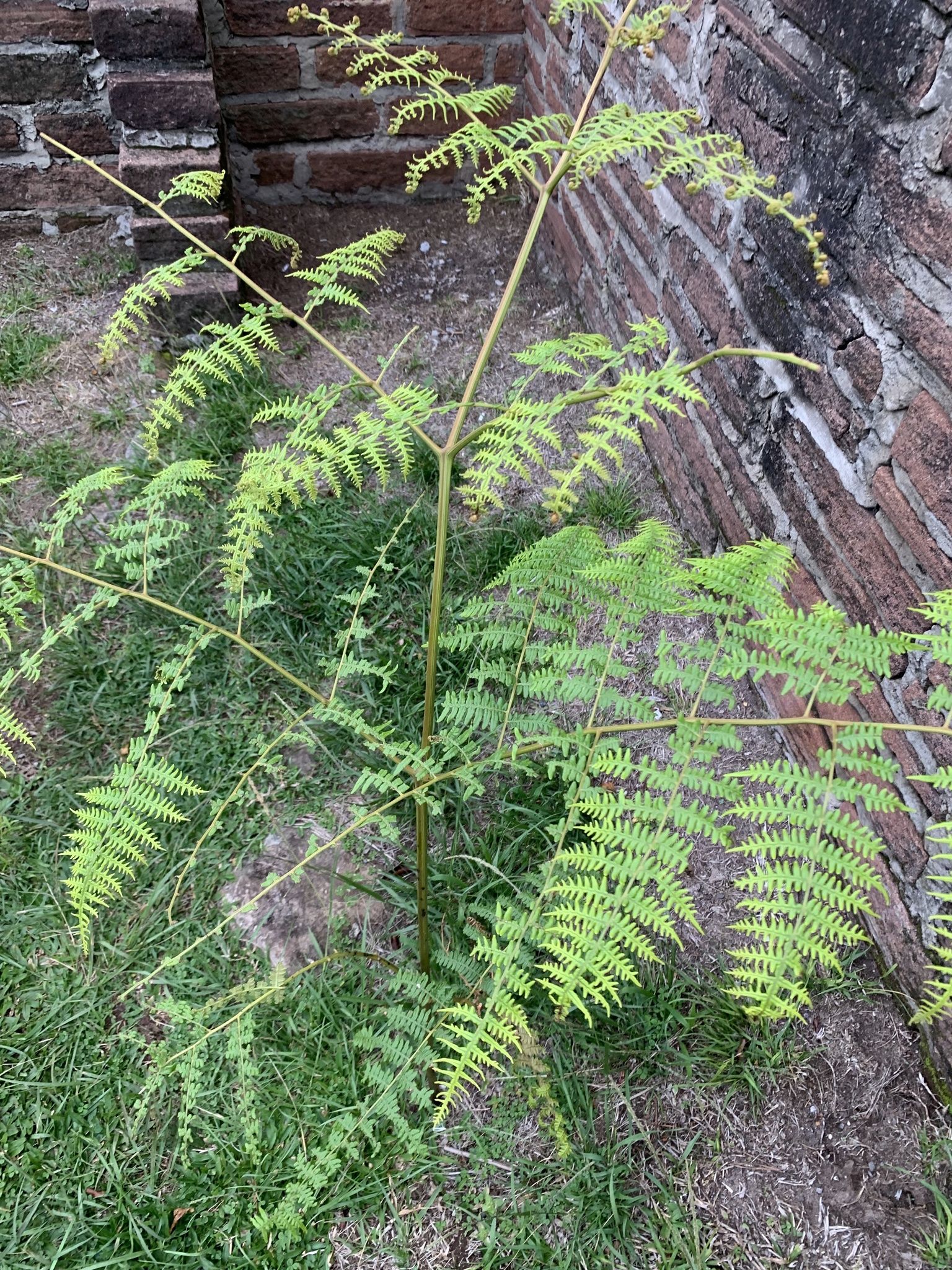 Pteridium arachnoideum