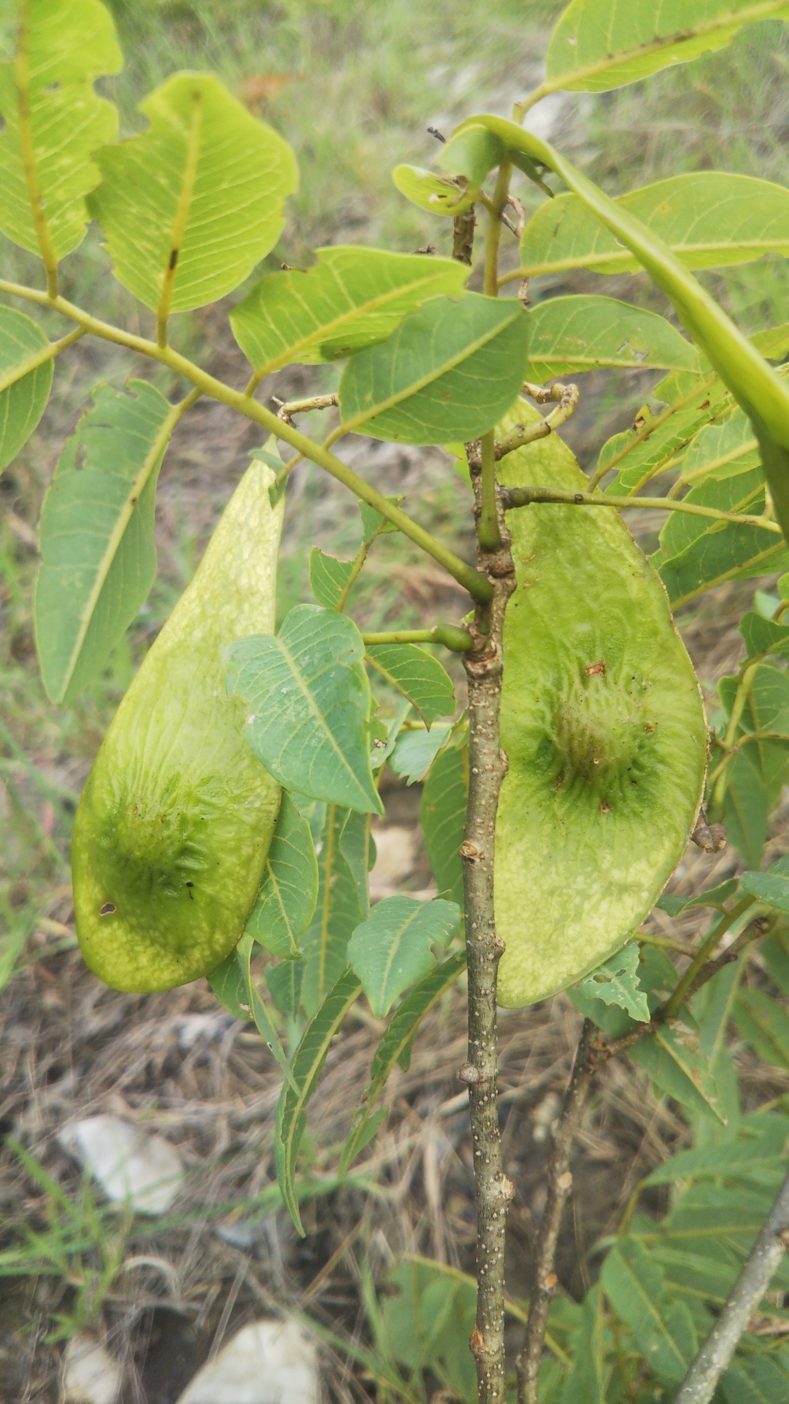 Dalbergia humbertii