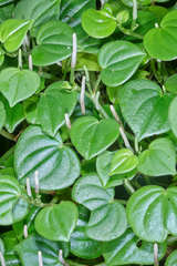 Peperomia urocarpoides