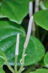 Peperomia urocarpoides