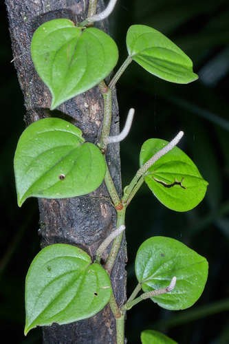 Peperomia urocarpoides