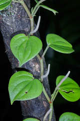 Peperomia urocarpoides