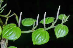Peperomia urocarpoides
