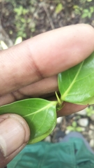 Pyrostria