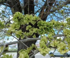 Ulmus minor