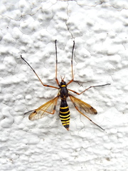 Ctenophora flaveolata
