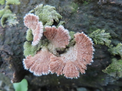Schizophyllaceae