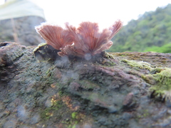Schizophyllaceae