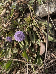 Globularia bisnagarica
