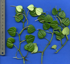Peperomia urocarpoides