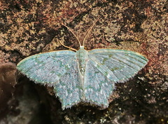 Chloropteryx languescens