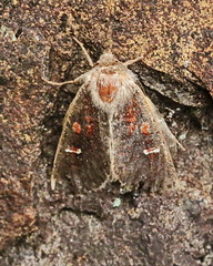 Perigea ignitincta