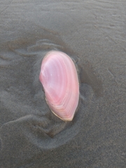 Psammotella cruenta