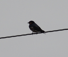 Hirundo neoxena carteri