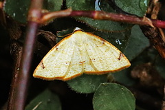 Microxydia orsitaria