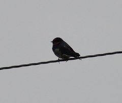 Hirundo neoxena carteri