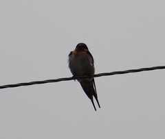 Hirundo neoxena carteri