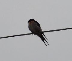 Hirundo neoxena carteri