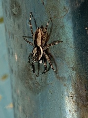 Menemerus bivittatus