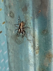 Menemerus bivittatus