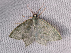 Chloropteryx languescens