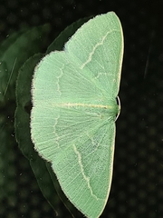Chlorocoma stereota