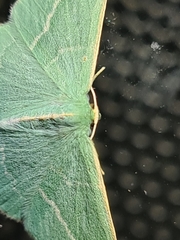 Chlorocoma stereota