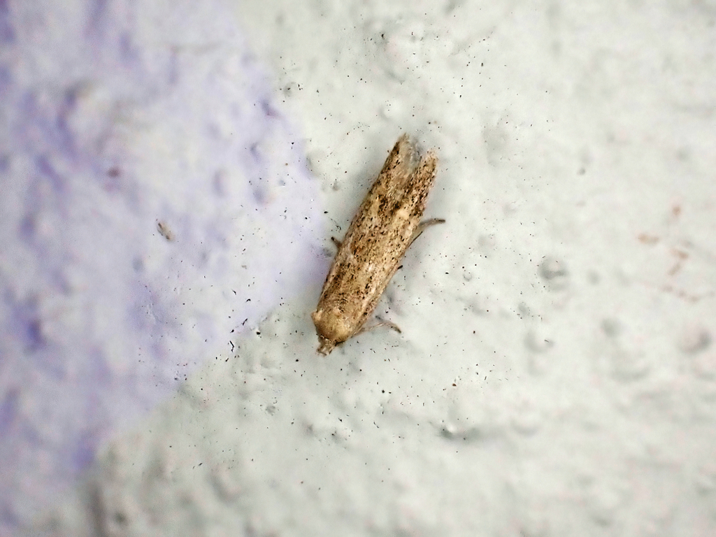 Blastobasis wolffi
