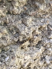 Micropterix cypriensis