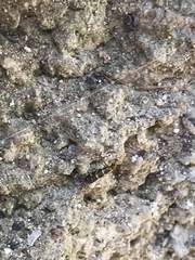 Micropterix cypriensis