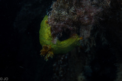 Tambja dracomus
