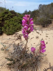 Antirrhinum majus