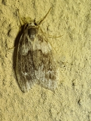 Halone prosenes