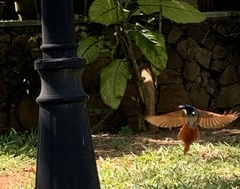 Terpsiphone paradisi