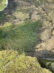 Cladophora glomerata