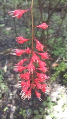 Combretum macrocalyx image