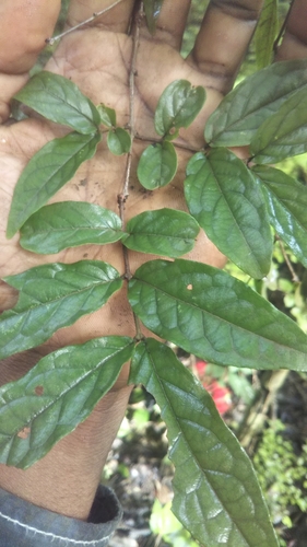 Combretum macrocalyx image