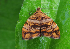 Choreutis amethystodes