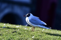 Chroicocephalus ridibundus