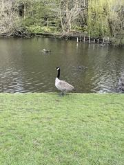 Branta canadensis